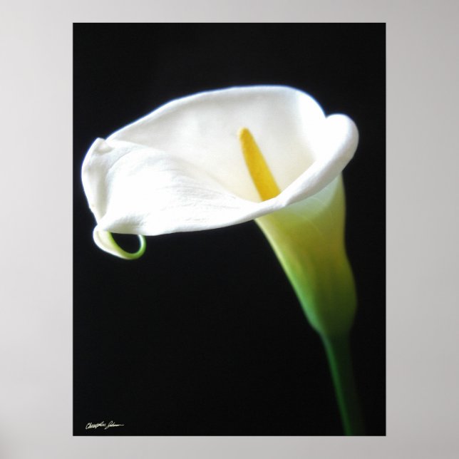 Elegant Calla Lily Flowers 15 Poster (Framsidan)