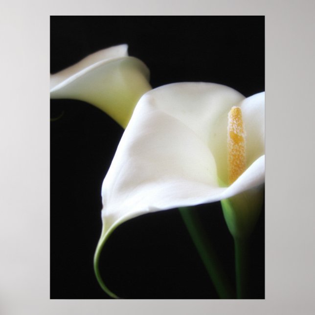 Elegant Calla Lily Flowers 16 Poster (Framsidan)