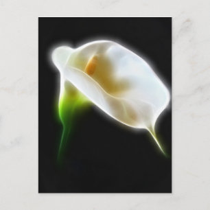 Elegant Calla Lily Flowers 3 Modern Vykort