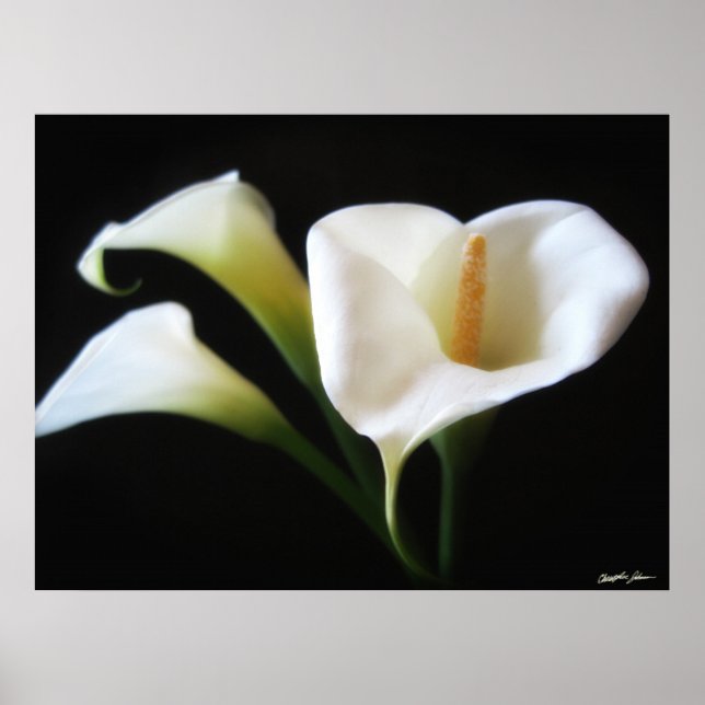 Elegant Calla Lily Flowers 9 Poster (Framsidan)