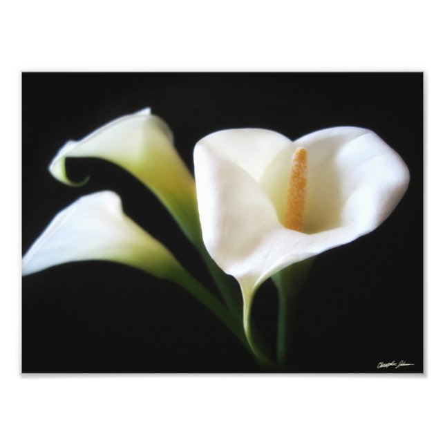 Elegant Calla Lily Flowers 9 Skriv ut Fototryck (Framsidan)