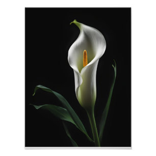 Elegant Calla Lily på Black Background Fototryck