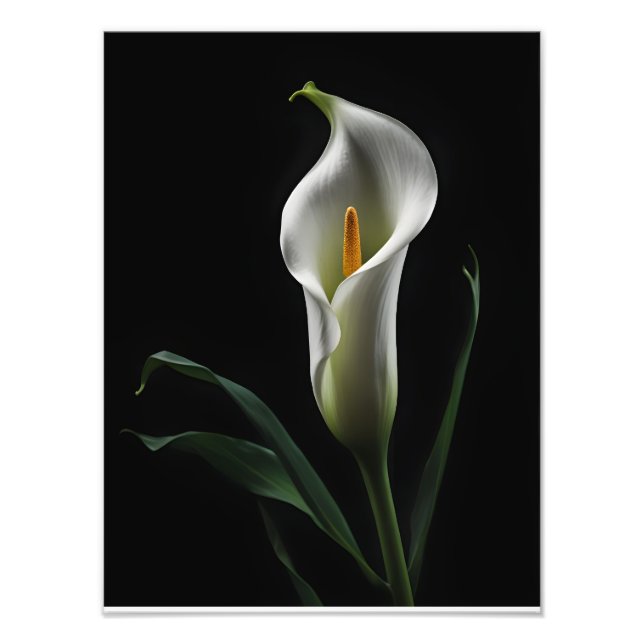 Elegant Calla Lily på Black Background Fototryck (Framsidan)
