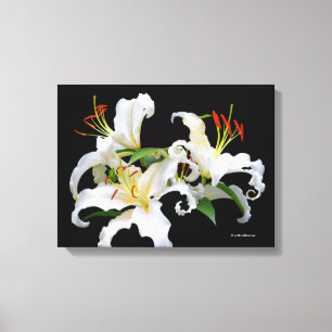 Elegant Casablanca White Oriental Lilies Canvastryck