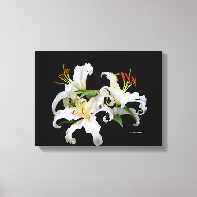 Elegant Casablanca White Oriental Lilies Canvastryck (Framsida)
