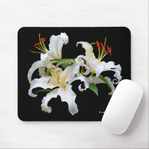 Elegant Casablanca White Oriental Lilies Flowers Musmatta