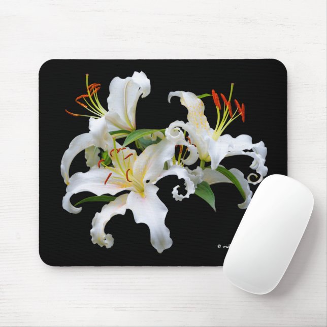 Elegant Casablanca White Oriental Lilies Flowers Musmatta (Med mus)