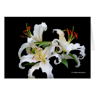 Elegant Casablanca White Oriental Lilies Hälsningskort
