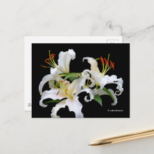 Elegant Casablanca White Oriental Lilies Vykort