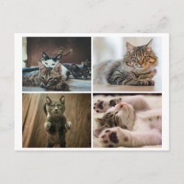 ELEGANT CATS POSTCARD VYKORT