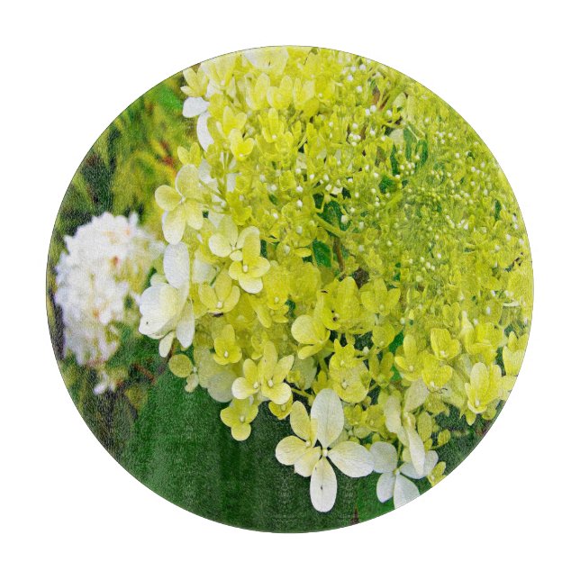 Elegant Chartreuse Grön Limelight Hortensia (Framsidan)