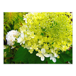 Elegant Chartreuse Grön Limelight Hortensia Fototryck