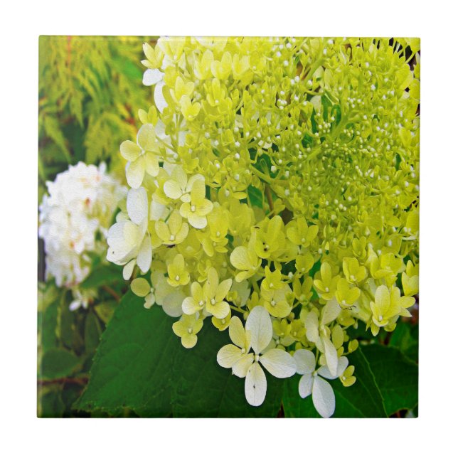 Elegant Chartreuse Grön Limelight Hortensia Kakelplatta (Framsidan)