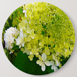 Elegant Chartreuse Grön Limelight Hortensia Knapp