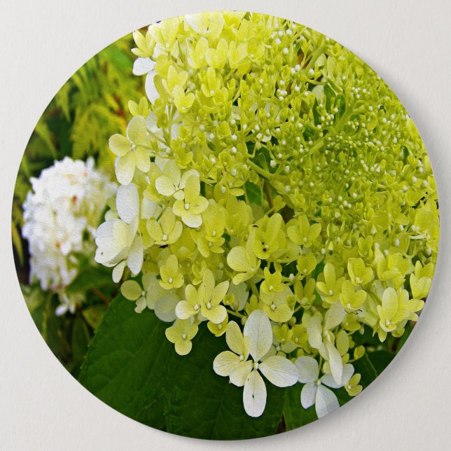 Elegant Chartreuse Grön Limelight Hortensia Knapp (Framsida)