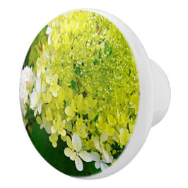 Elegant Chartreuse Grön Limelight Hortensia Knopp