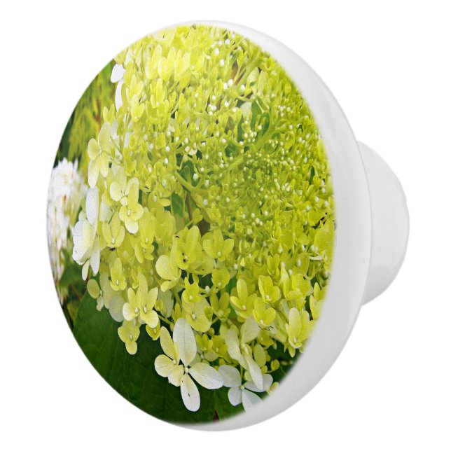 Elegant Chartreuse Grön Limelight Hortensia Knopp (Höger)