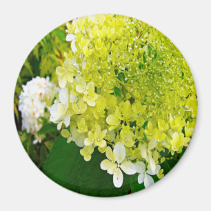 Elegant Chartreuse Grön Limelight Hortensia Magnet
