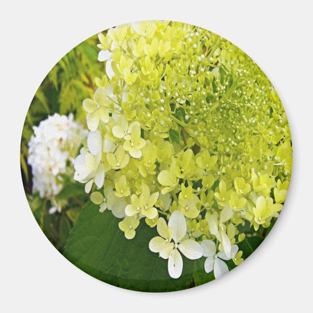 Elegant Chartreuse Grön Limelight Hortensia Magnet (Framsidan)