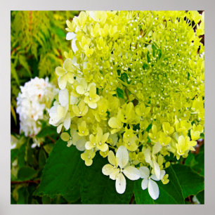 Elegant Chartreuse Grön Limelight Hortensia Poster