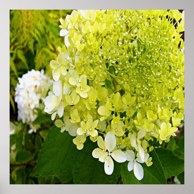 Elegant Chartreuse Grön Limelight Hortensia Poster (Framsidan)