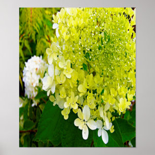 Elegant Chartreuse Grön Limelight Hortensia Poster