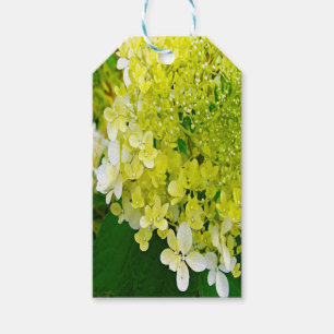 Elegant Chartreuse Grön Limelight Hortensia Presentetikett