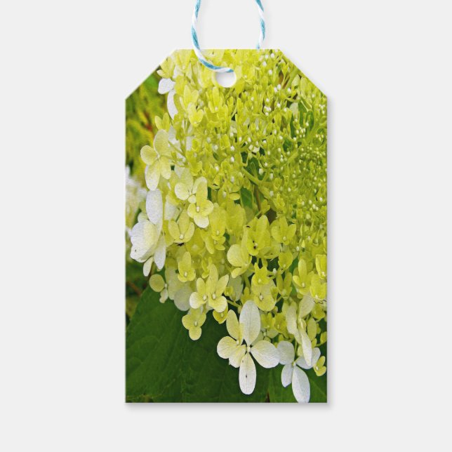 Elegant Chartreuse Grön Limelight Hortensia Presentetikett (Framsidan)