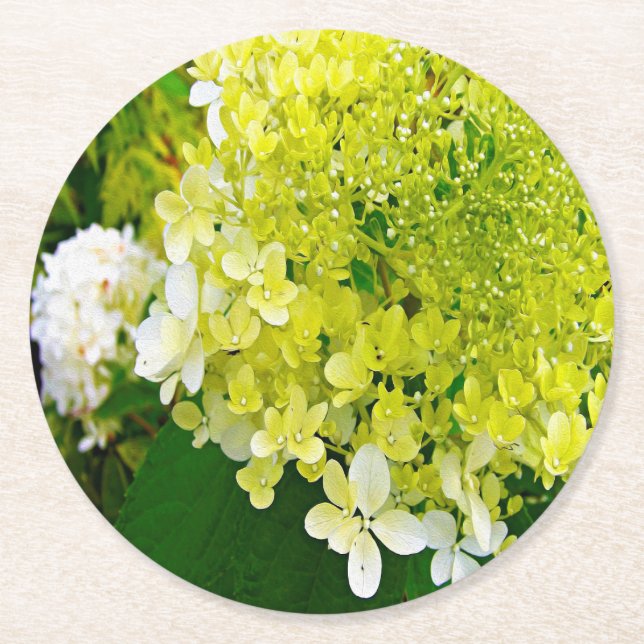 Elegant Chartreuse Grön Limelight Hortensia Underlägg Papper Rund (Framsidan)