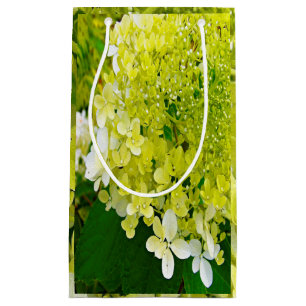 Elegant Chartreuse Grönt Limelight Hydrangea