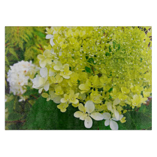 Elegant Chartreuse Grönt Limelight Hydrangea