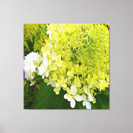 Elegant Chartreuse Grönt Limelight Hydrangea Canvastryck