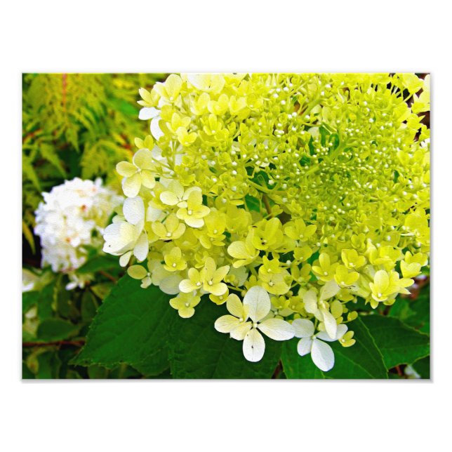 Elegant Chartreuse Grönt Limelight Hydrangea Fototryck (Framsidan)