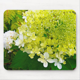 Elegant Chartreuse Grönt Limelight Hydrangea Musmatta