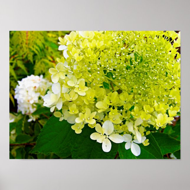 Elegant Chartreuse Grönt Limelight Hydrangea Poster (Framsidan)