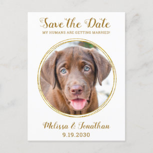 Elegant Chic Guld Skräddarsydd Husdjur Foto Hund B Meddelande Vykort