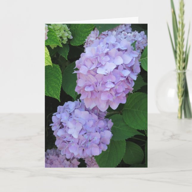 Elegant Chic Lila Hydrangeas Fotosympati Kort (Framsida)