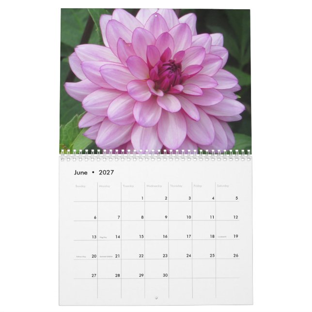 Elegant Colorful Dahlias Botanical Calendar Kalender (Jun 2027)