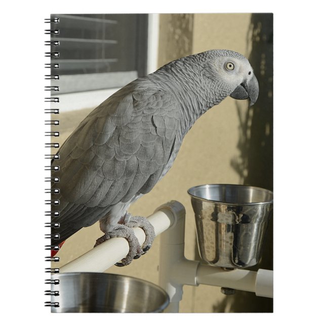 Elegant Congo African Grått Parrot on stand Anteckningsbok (Framsidan)
