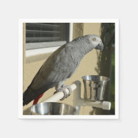 Elegant Congo African Grått Parrot on stand