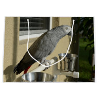 Elegant Congo African Grått Parrot på stand