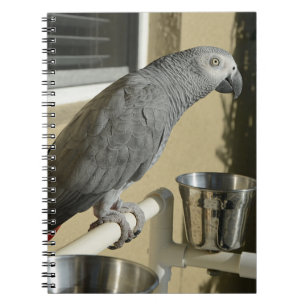 Elegant Congo African Grått Parrot på stand Anteckningsbok