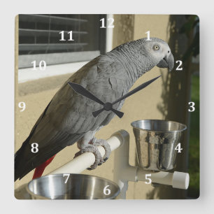 Elegant Congo African Grått Parrot på stand Fyrkantig Klocka