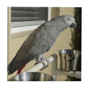 Elegant Congo African Grått Parrot på stand Kakelplatta