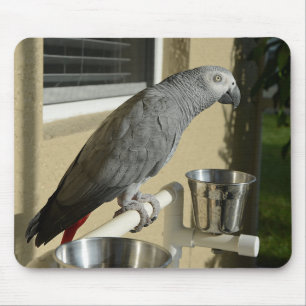 Elegant Congo African Grått Parrot på stand Musmatta