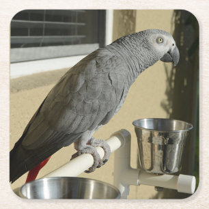 Elegant Congo African Grått Parrot på stand Underlägg Papper Kvadrat