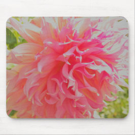 Elegant Coral and Rosa Decorative Dahlia Musmatta