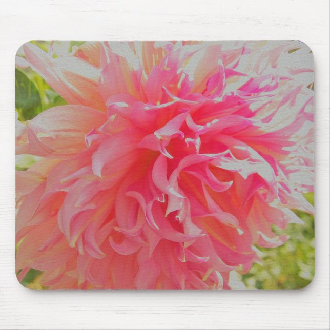 Elegant Coral and Rosa Decorative Dahlia Musmatta (Framsidan)