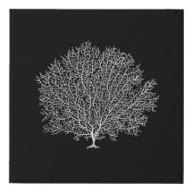 Elegant Coral Fine Art Black & White Modern