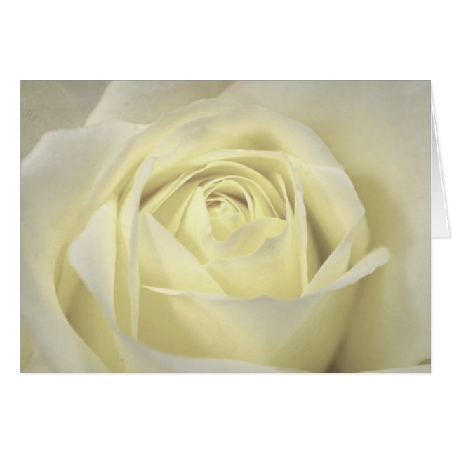 Elegant Cream Ro Card Hälsningskort (Framsidan Horizontal)